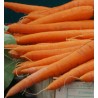 CAROTTES 1KG