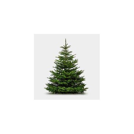 SAPIN 1M/1.20M