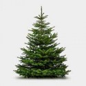 SAPIN 1.50M