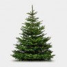 SAPIN 1.75M