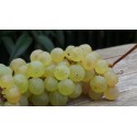 CHASSELAS 1KG